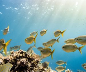 A striking underwater scene captures a school of Salema fish gracefully swimming among coral reefs under the sunlit waters near Menorca, Spain, showcasing the region's rich marine biodiversity