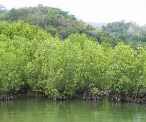 mangrove trees. mangrove forest